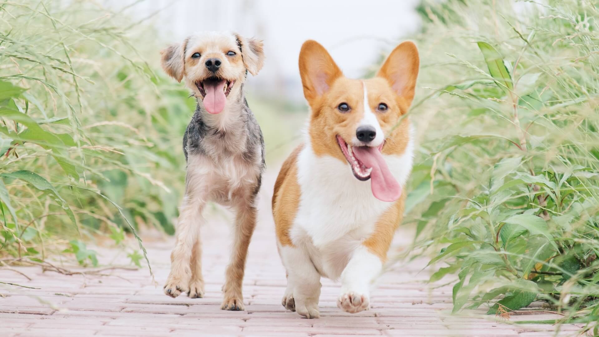 動物病院に行ってみよう！